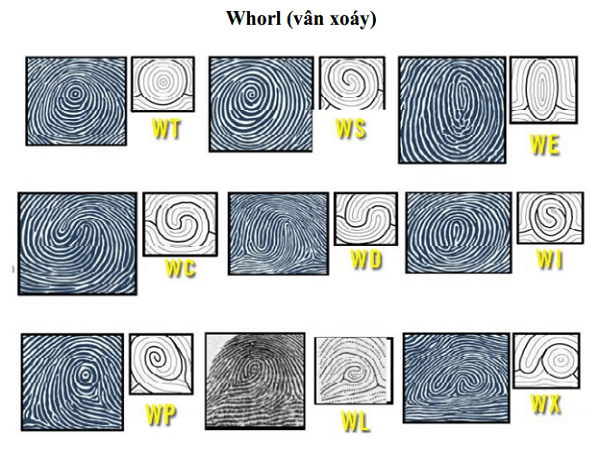 Chủng sinh trắc vân tay WHORL – Phần 1