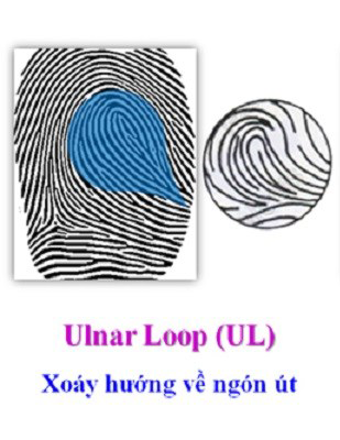 Chủng sinh trắc vân tay LOOP