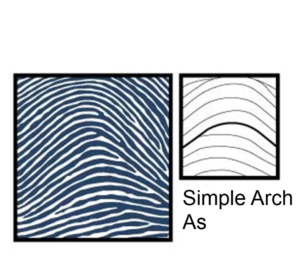 Chủng sinh trắc vân tay Arch