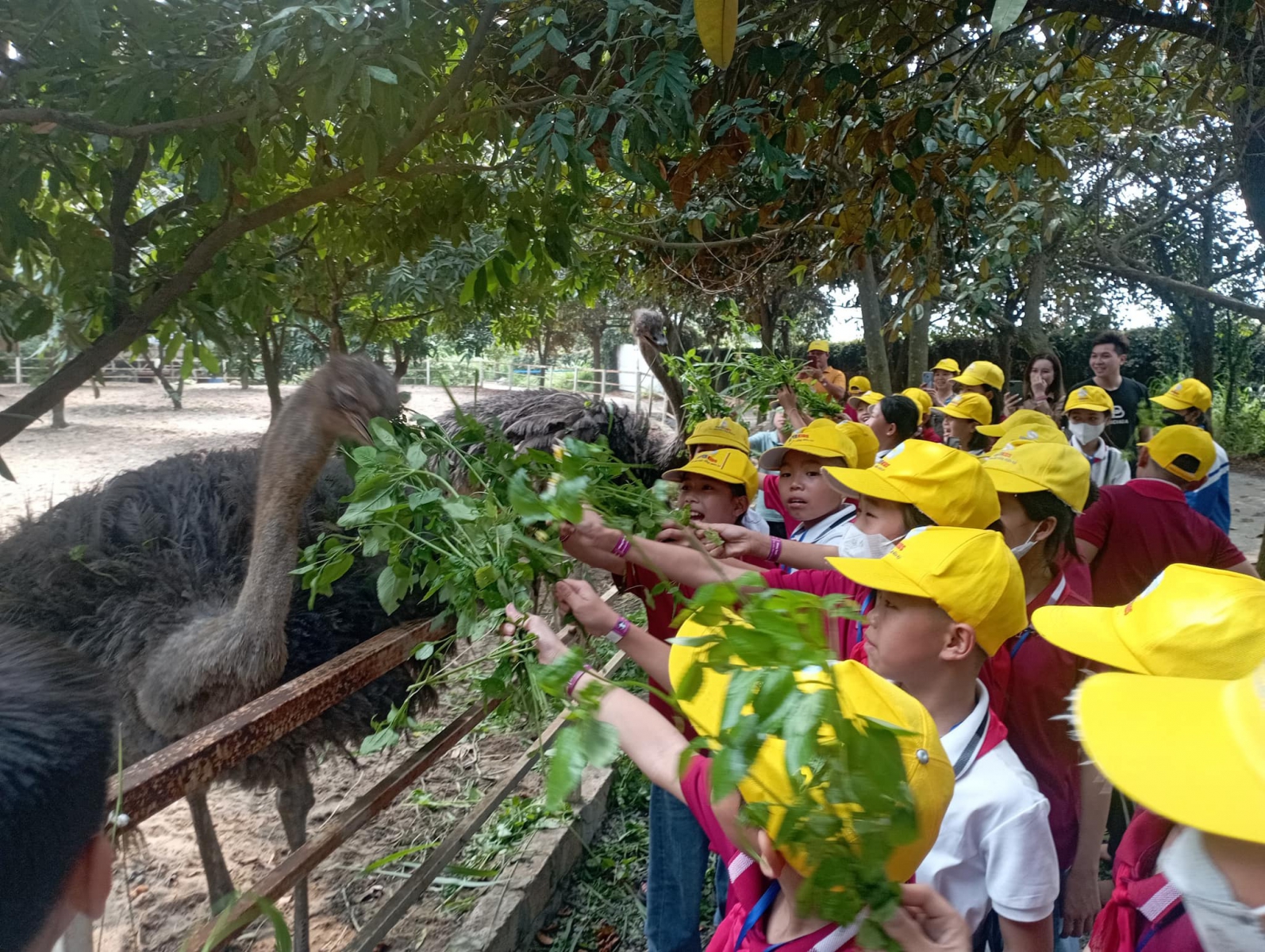 Hoạt động chăm sóc Đà Điểu tại trang trại giáo dục Dê Trắng