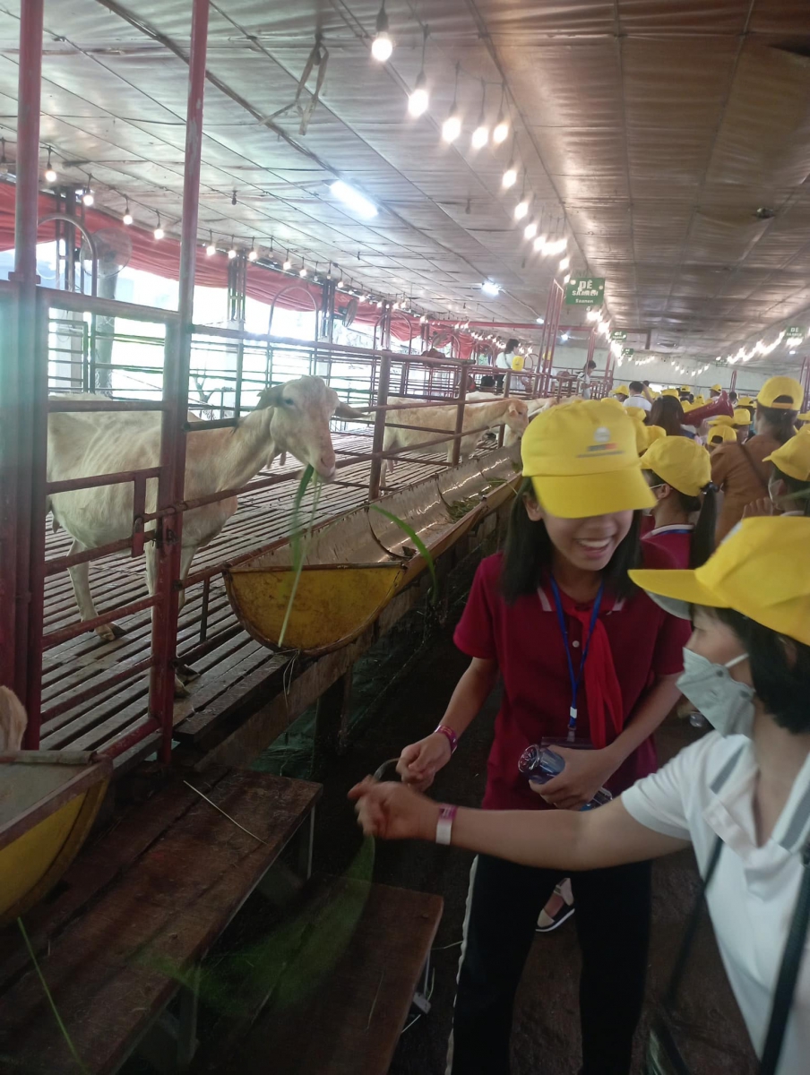 Hoạt động chăm sóc Dê tại trang trại giáo dục Dê Trắng