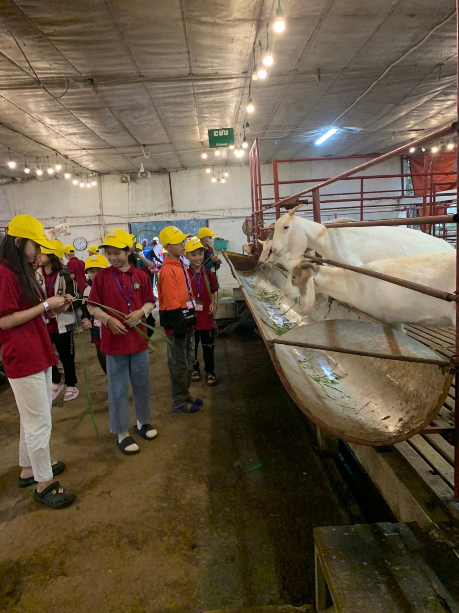 Hoạt động trải nghiệm chăm sóc, vắt sữa dê tại trang trại giáo dục Dê Trắng