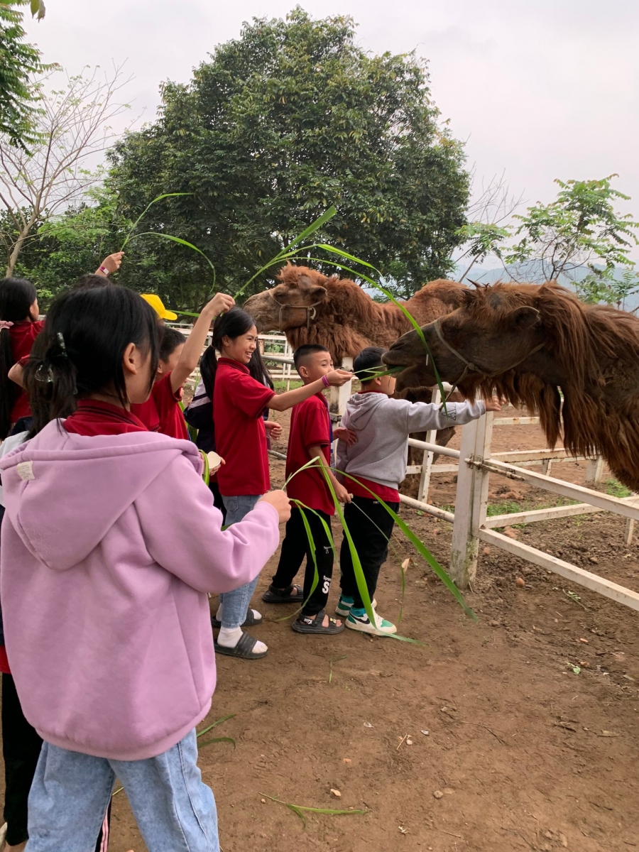Hoạt động trải nghiệm chăm sóc và cưỡi lạc đà tại trang trại giáo dục Dê Trắng của học sinh.
