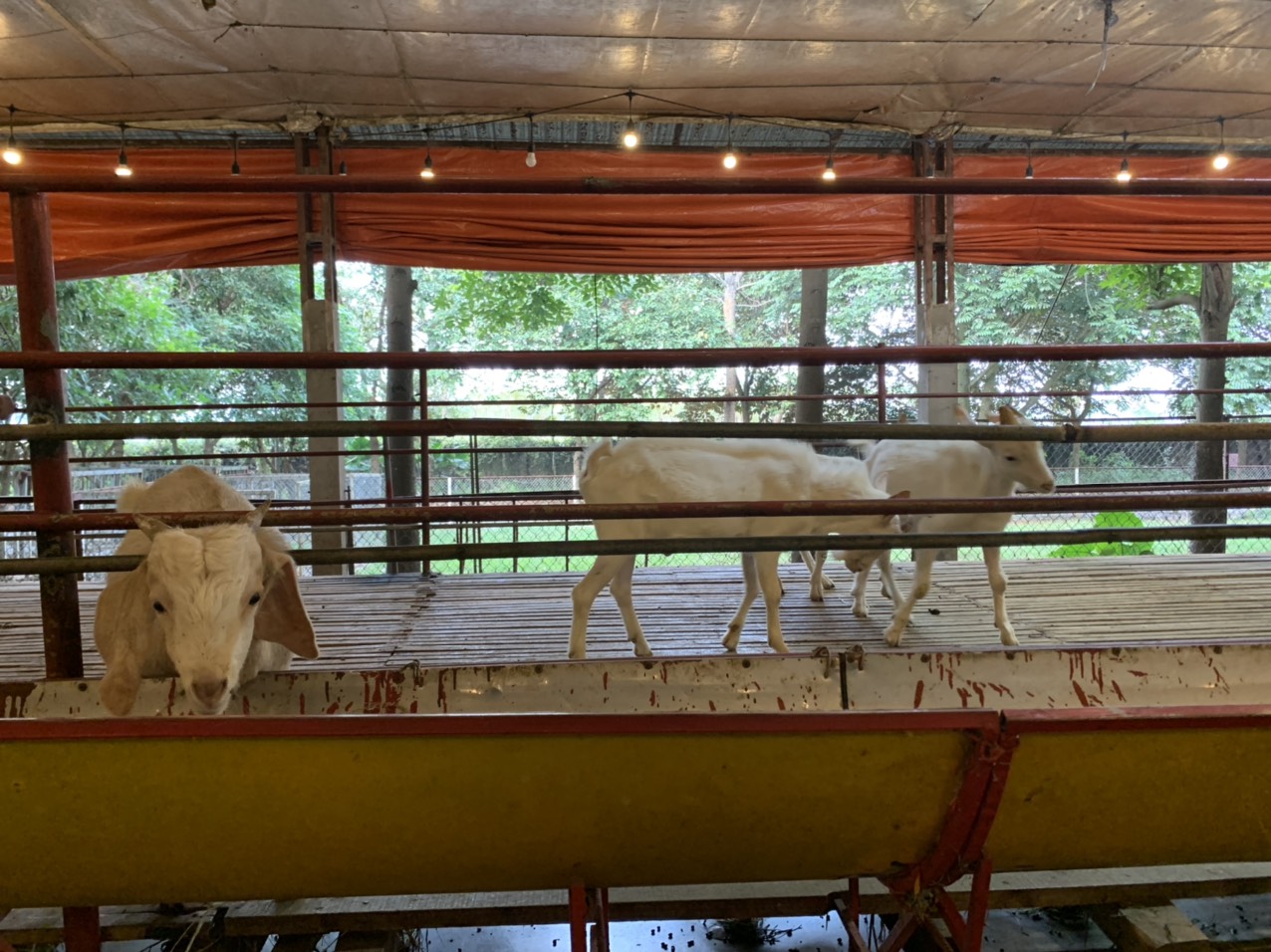 Trang trại du lịch Dê Trắng_ Ba Vì_ Hà Nội